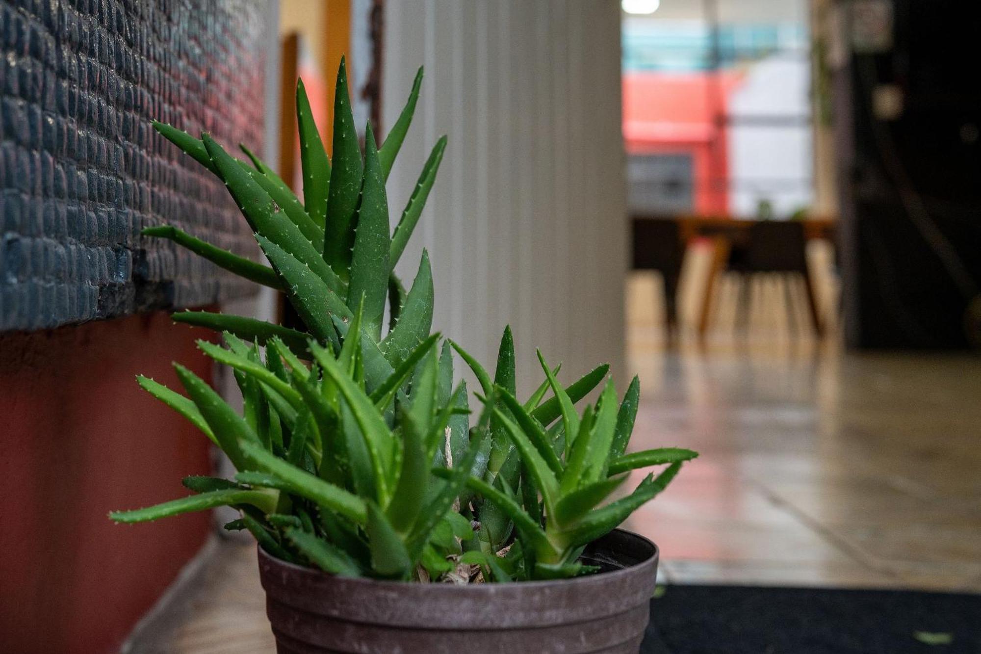 Habitaciones Privadas Con Bano Propio En Una Zona Segura Y Centrica De Guadalajara. Exteriér fotografie